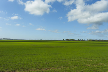 Green wheat field on a sunny day. Countryside landscape, agricultural fields, meadows and farmlands in spring. Environment friendly farming and industrial agriculture concept