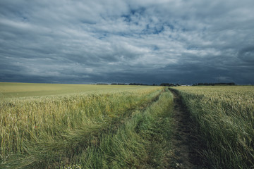 Green wheat fields on a cloudy day. Picturesque dramatic sky. Countryside landscape, agricultural fields, meadows and farmlands in summer. Environment friendly farming, industrial agriculture concept