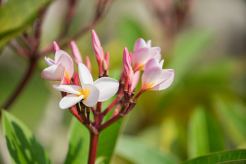 pink Plumeria on green background