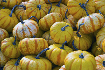 Pumpkin Gourd Festive Halloween Texture