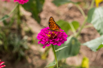 Monarch butterfly and flower