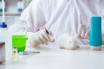 White rabbit in scientific lab experiment