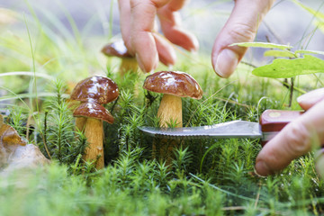 Mushroom hunting, gathering mushrooms in the wild. Cut the mushroom with a special knife.