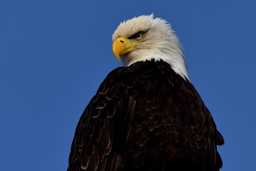 Eagle Eyes