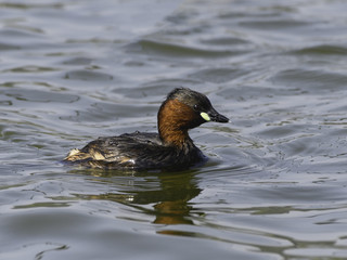 Little Grebe Swimming