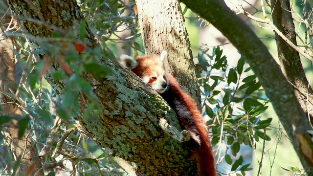 Red Panda Sleeping In Tree On Warm Sunny Day