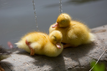Baby duck in a nap at the water's edge.