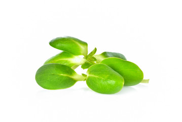 Sunflower sprouts on white background