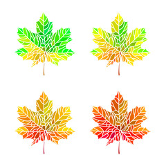 Four maple leaves. Imprints