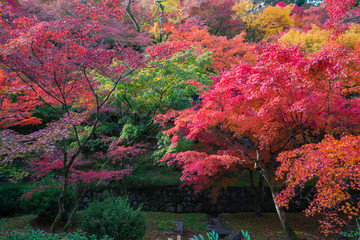 京都　東福寺の紅葉 