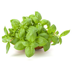 Sweet basil herb leaves bunch in wicker basket isolated on white background cutout