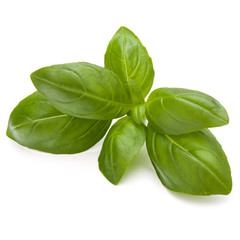 Sweet basil herb leaves isolated on white background closeup