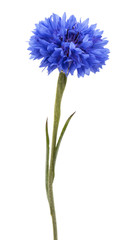 Blue Cornflower Herb or bachelor button flower head isolated on white background cutout