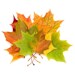 colorful autumn maple leaf isolated on white background