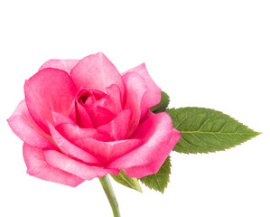 one pink rose flower with leaves isolated on white background cutout