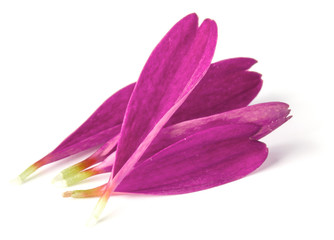 Lilac chrysanthemum flower petals isolated on white background