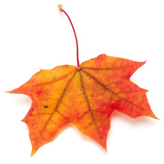 colorful autumn maple leaf isolated on white