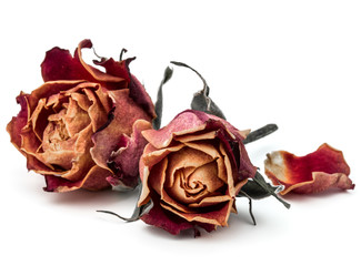 dried rose flower head isolated on white background cutout