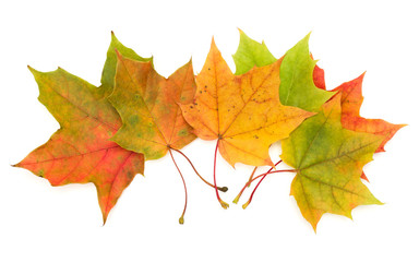 colorful autumn maple leaf isolated on white background
