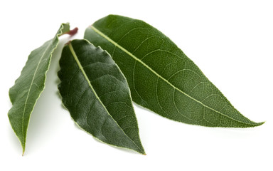 Aromatic bay leaves