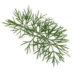 Fototapeta premium Close up shot of branch of fresh green dill herb leaves isolated on white background