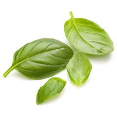 Sweet basil herb leaves handful isolated on white background closeup