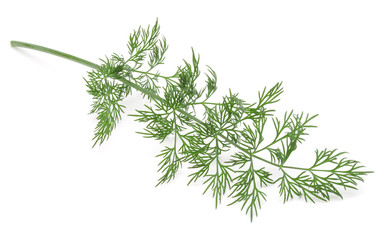 Close up shot of branch of fresh green dill herb leaves isolated on white background