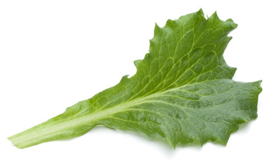 Close up studio shot of fresh green endive salad leaf isolated on white background.