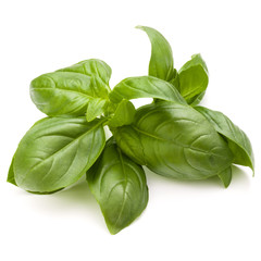 Sweet basil herb leaves bunch isolated on white background