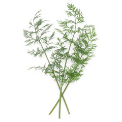 Naklejka premium Close up shot of branch of fresh green dill herb leaves isolated on white background