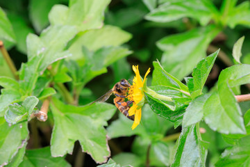 A beautiful bee on yellow flower with Nature background