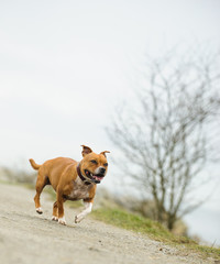 Obraz premium Staffordshire Bull Terrier dog outdoor portrait running along path