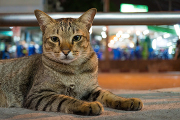 Portrait striped cat on street at night