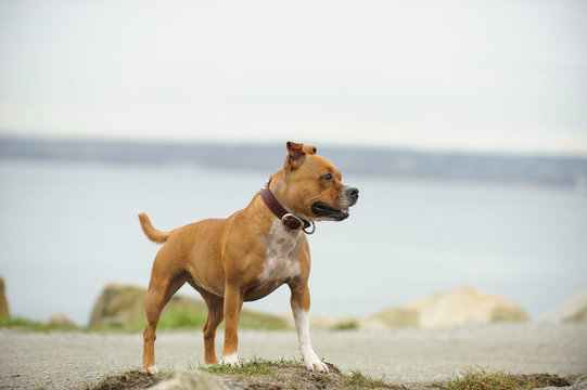 Staffordshire Bull Terrier dog outdoor portrait standing by water