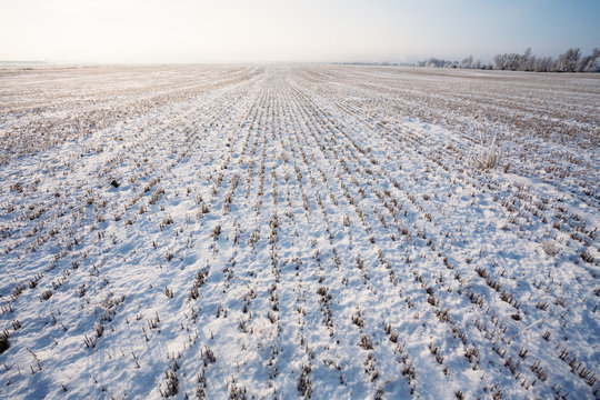 Winter field covered with snow