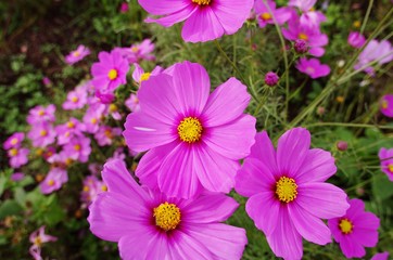 Obraz premium Cosmos