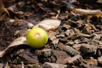 Fresh lemon and dry leaf on ground.