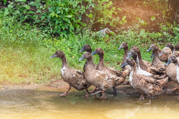 many duck comeback to home