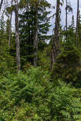 Part of a green rain forest in North America west coast.