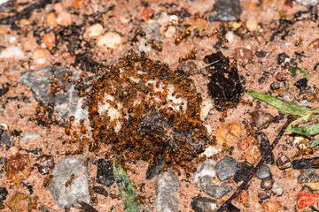 many ants with food