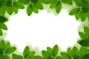 Fototapeta na wymiar Fresh Green leaf frame with water drops isolated on white background.