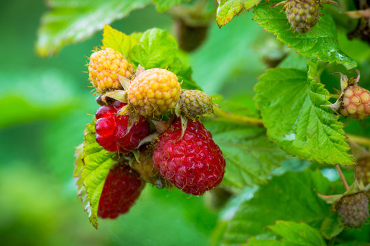 Ripe raspberry in the garden. Shallow depth of field.