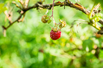 Ripe raspberry in the garden. Shallow depth of field.