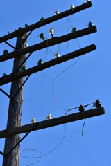 Telephone Insulators on old abandoned poles