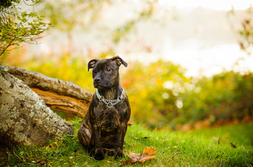 Staffordshire Bull Terrier puppy dog sitting in nature