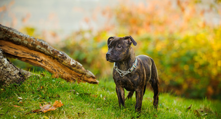 Staffordshire Bull Terrier puppy dog standing on grass hill © everydoghasastory