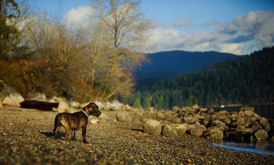 Staffordshire Bull Terrier puppy dog in nature on shore