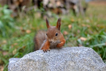 Squirrel on the stone