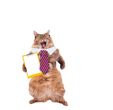 funny cat with glasses and tie. teacher concepts