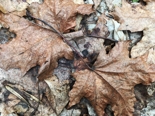 wilted dry fall leaves on the ground for natural texture background